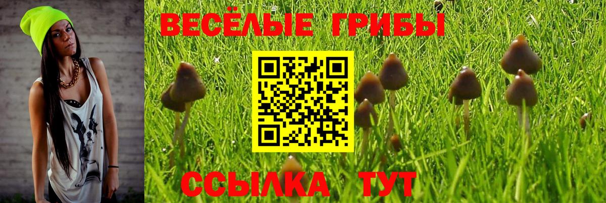 Псилоцибиновые грибы Psilocybe Большой Камень